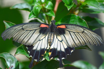 Big Butterfly
