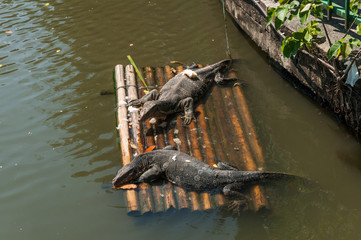 Double water monitors on bamboo raft.