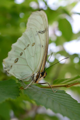 White Morpho Butterfly