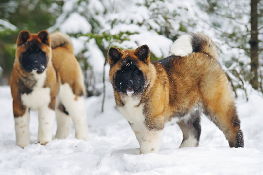 Two American Akita puppies staying in a snow in winter forest