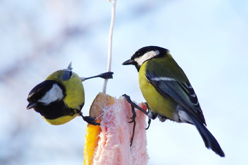 Obraz premium Titmouse Parus eating.