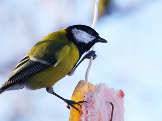 Titmouse Parus eating.