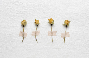dried buds of roses on a white background