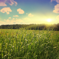 Fototapeta premium Green grass field at sunset. Vintage style.