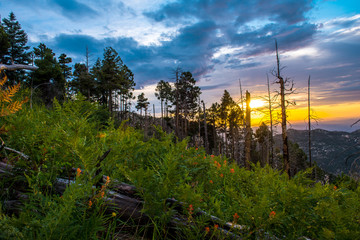 Mt Lemmon