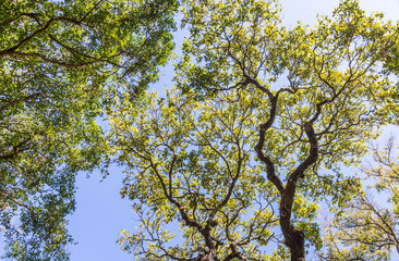 Fresh leaves canopy.
