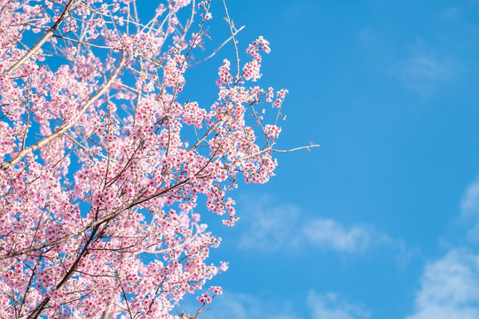 Spring blooming cherry blossom, Pink flower