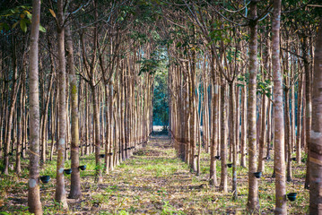 Line of rubber plantation from the south of Thailand 