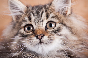 Portrait cat isolated 