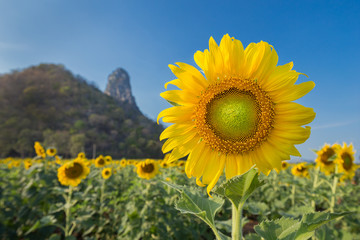 sunflower in field with mountain and blue sky background
