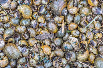blow flies feed on snails carcass