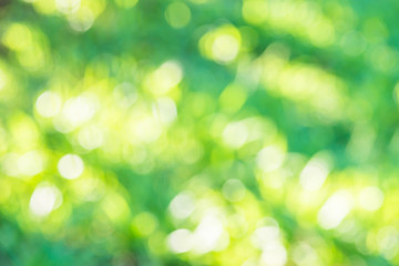 Green Natural Bokeh, blurred bokeh.