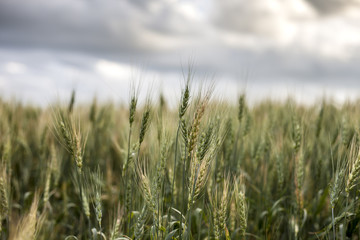 Obraz premium Beautiful Prairie Views