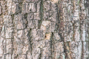 Tree bark texture Background Pattern