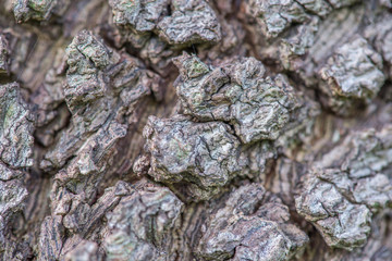Tree bark texture Background Pattern