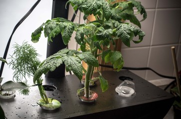 Growing tomatoes and herbs indoors, hobby