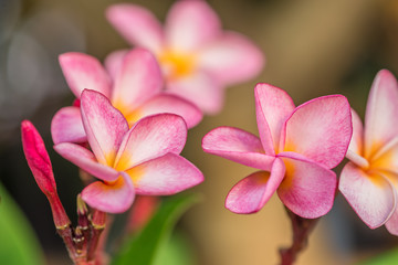 Obraz premium Pink plumeria flowers on a tree