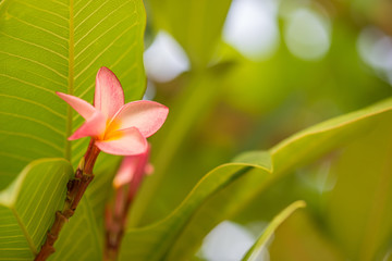 Fototapeta premium Pink plumeria flowers on a tree