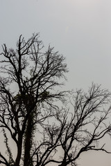 Fototapeta premium Branch of dead tree in summer