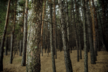 Serene Nature Images