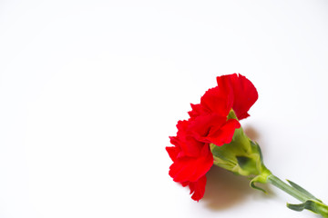 Carnation is on white background.