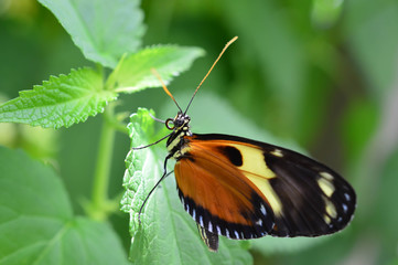 Butterfly Queen