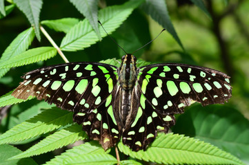 Florida Malachite Butterfly