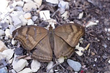 Chocolate Pansy Butterfly