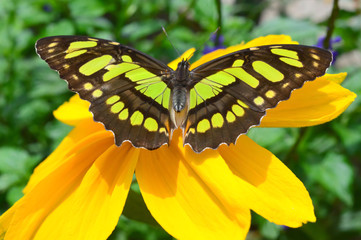 Butterfly on the sunflower
