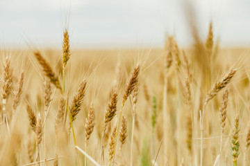 wheat field