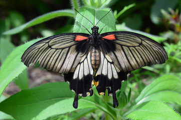 King Butterfly on the Plant