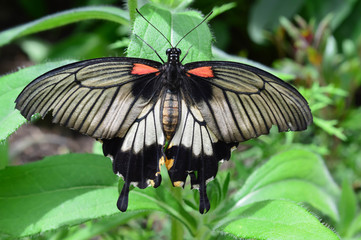 King Butterfly on the Plant