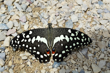 Orchard Swallowtail Butterfly