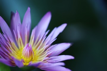 Beautiful lotus flower closeup soft focus background