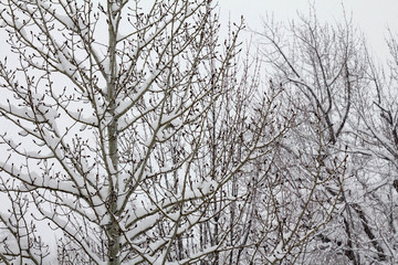 Snow covered aspen trees
