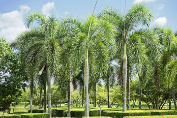 Fototapeta premium Palm tree in the Garden.