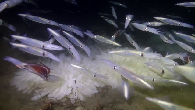 Squid matting at Veterans Park, Redondo beach