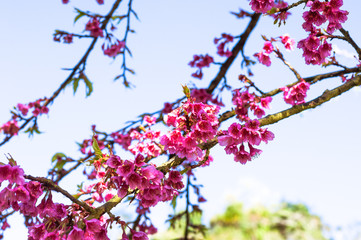 the blurred of Prunus cerasoides flower on blue sky background.
