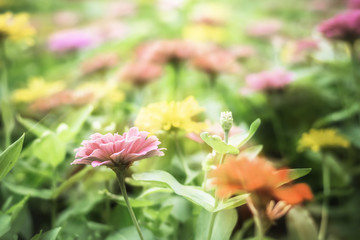 Colorful flowers for background