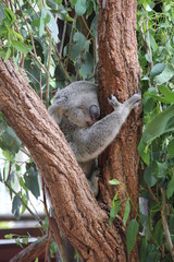 Obraz premium Koala in Tree