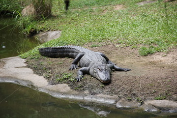 Crocodile