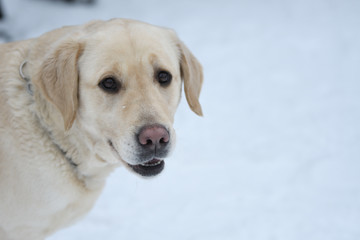 Dog breed Labrador resting on a winter walk