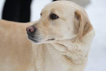 Dog breed Labrador resting on a winter walk