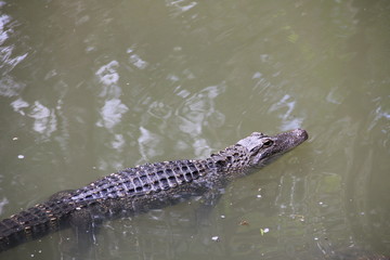 Crocodile