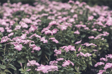 Selective focus flowers background.