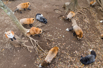 Many fox eating together