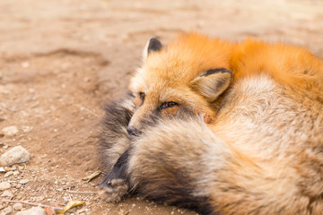 Sleepy fox