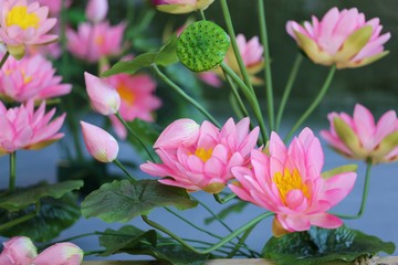 Fototapeta na wymiar Lotus flowers decoration and green leaves background