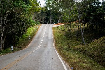 road in forest