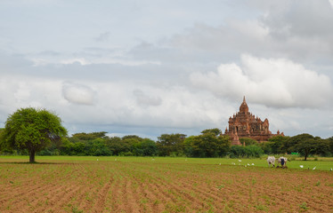 Ox cart ploughing the furrow in Bagan, Myanmar